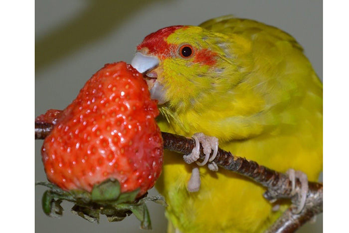 Can Baby Birds Eat Strawberries-2
