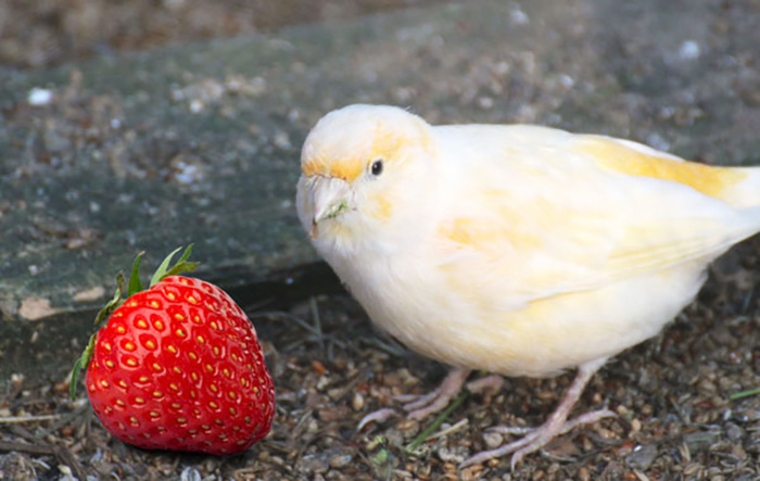 Can Baby Birds Eat Strawberries-3