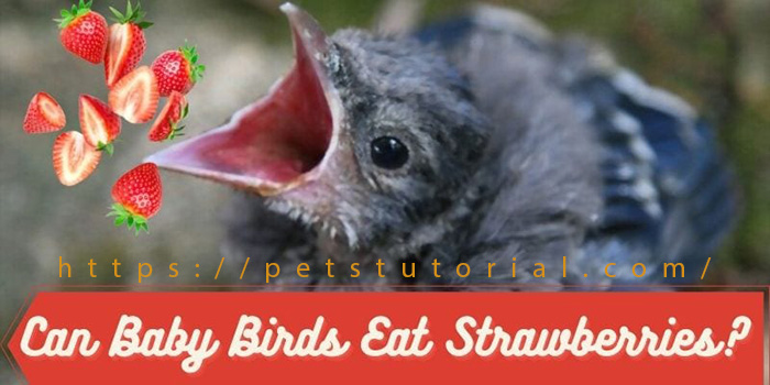 Can Baby Birds Eat Strawberries
