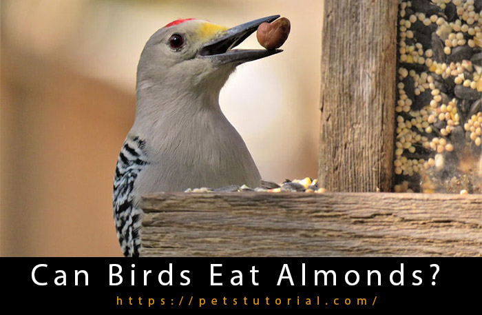 Can Birds Eat Almonds?