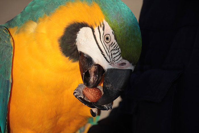 Can Birds Eat Almonds