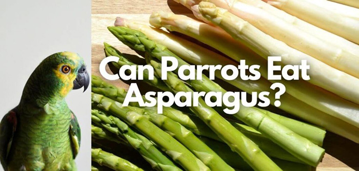 Can Birds Eat Asparagus-2