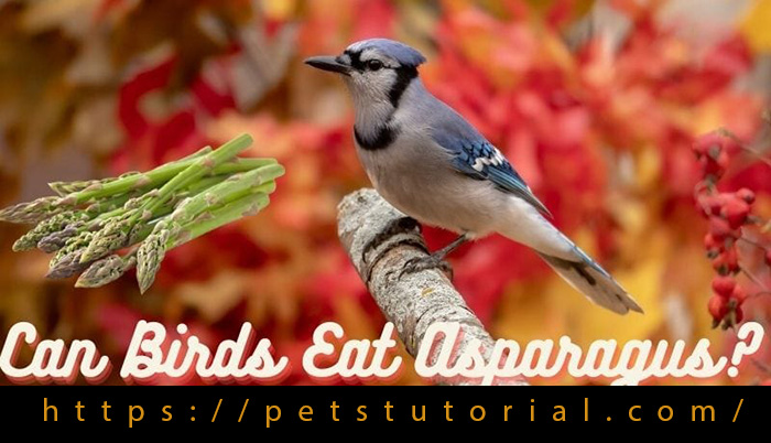 Can Birds Eat Asparagus?