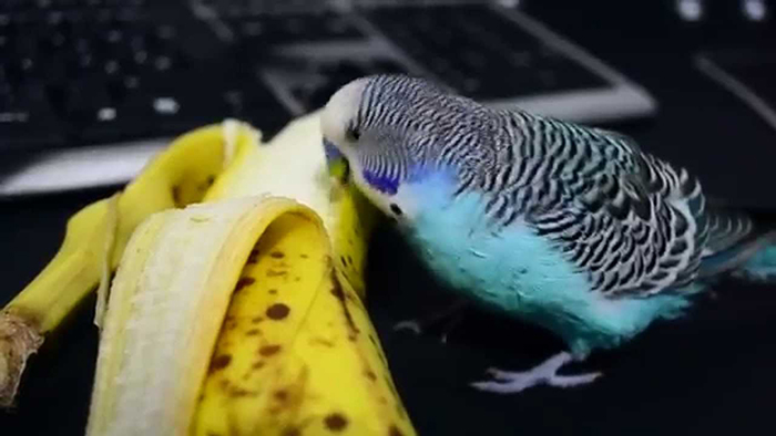 Can Birds Eat Banana-2