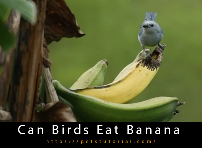 Can Birds Eat Banana?