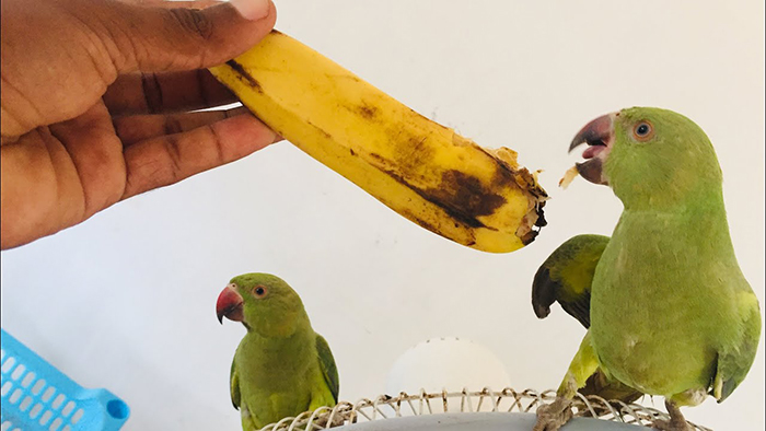 Can Birds Eat Banana