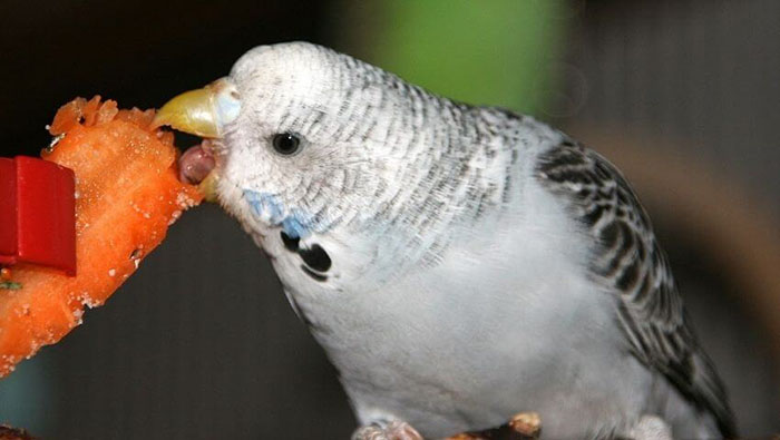 Can Birds Eat Carrots-2