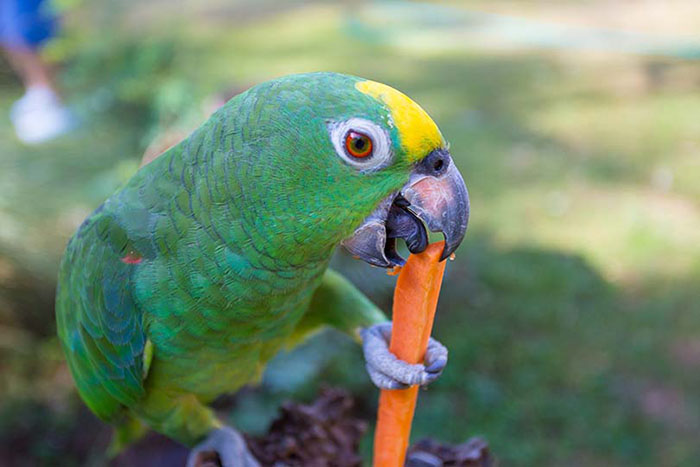 Can Birds Eat Carrots-3