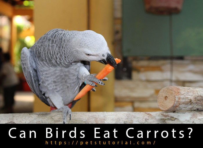 Can Birds Eat Carrots?