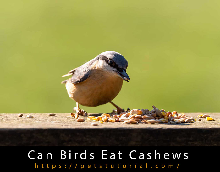 Can Birds Eat Cashews-1