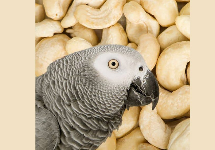 Can Birds Eat Cashews-2