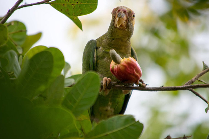 Can Birds Eat Cashews-3