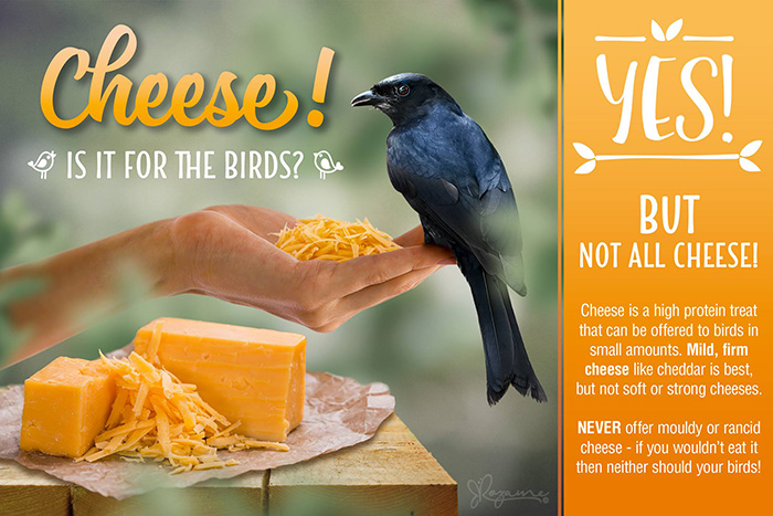 Can Birds Eat Cheese-2