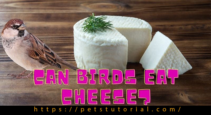 Can Birds Eat Cheese?