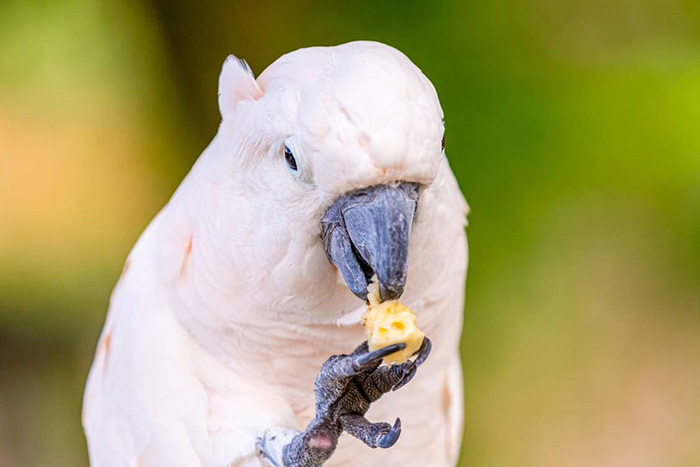 Can Birds Eat Cheese