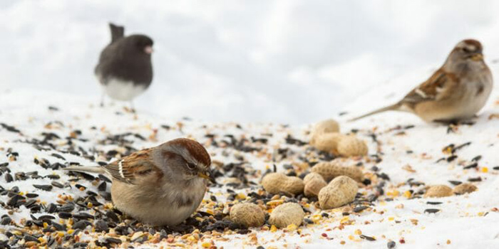 Can Birds Eat Chia Seeds?