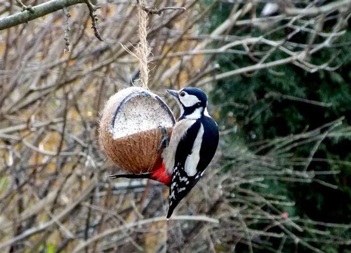 Can Birds Eat Coconut-2