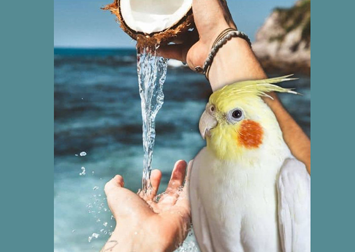 Can Birds Eat Coconut-3