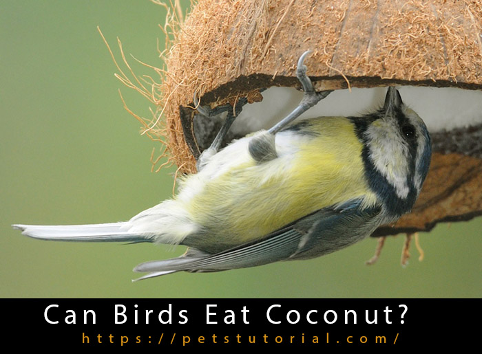 Can Birds Eat Coconut