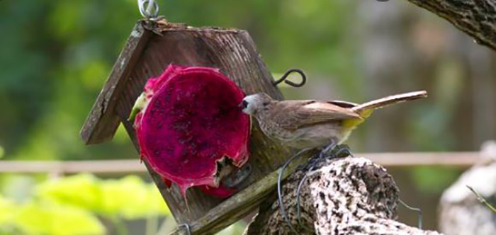 Can Birds Eat Dragon Fruit-2