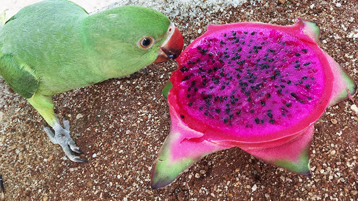Can Birds Eat Dragon Fruit-3