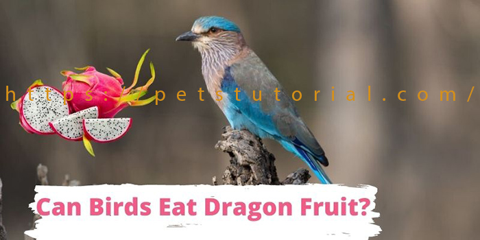 Can Birds Eat Dragon Fruit