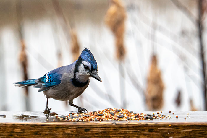 Can Birds Eat Flax Seeds-2