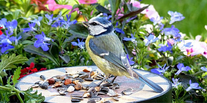 Can Birds Eat Flax Seeds-3