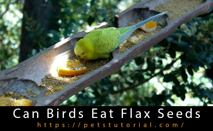 Can Birds Eat Flax Seeds?