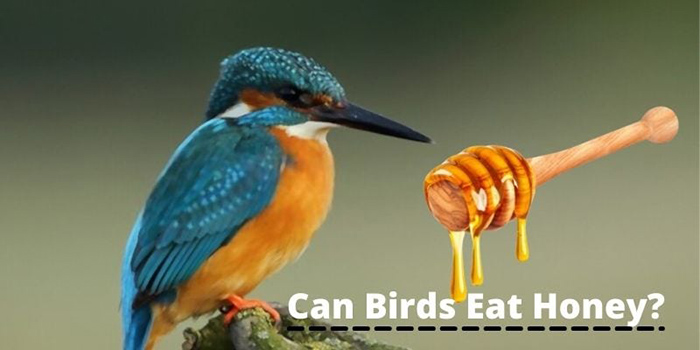 Can Birds Eat Honey-2