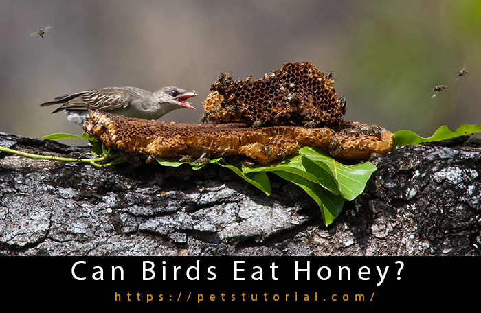 Can Birds Eat Honey