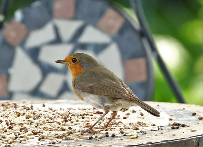 Can Birds Eat Oats-2