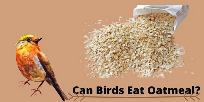 are oats good for birds