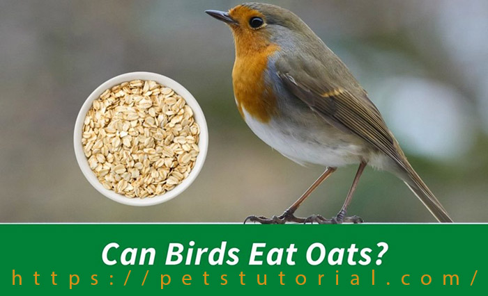 Can Birds Eat Oats Soaked In Grease-2