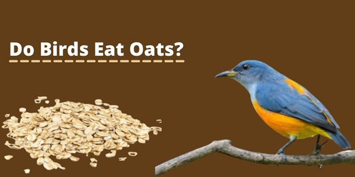 Can Birds Eat Oats Soaked In Grease