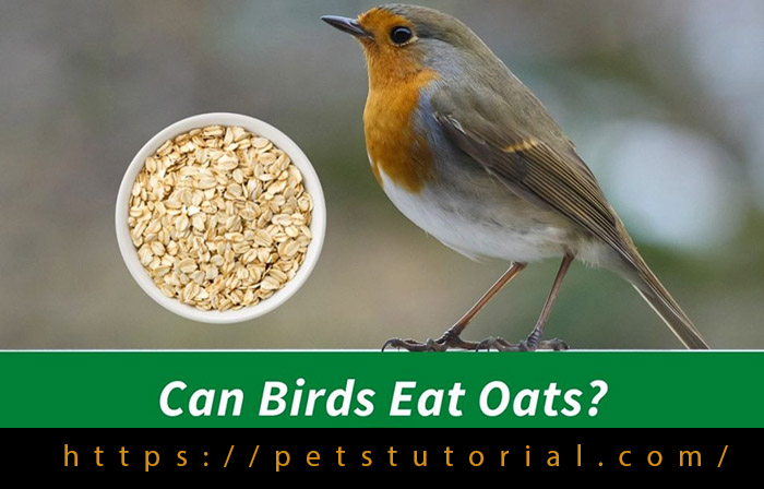 Can Birds Eat Oats
