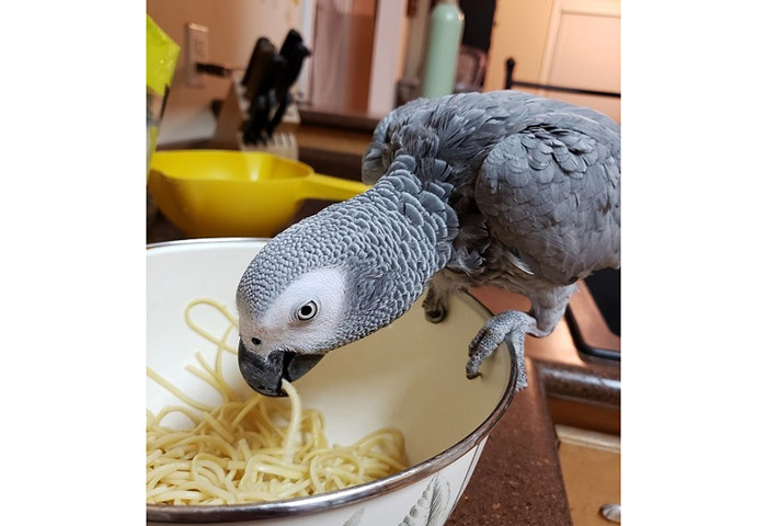Can Birds Eat Pasta-1