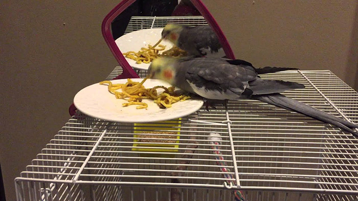 Can Birds Eat Pasta-2