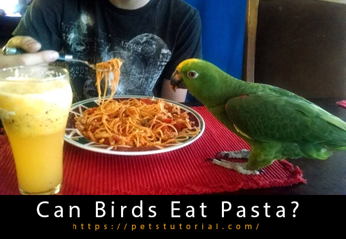 Can Birds Eat Pasta