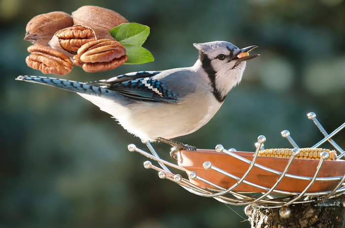 Can Birds Eat Pecans-1