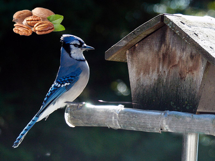 Can Birds Eat Pecans-2