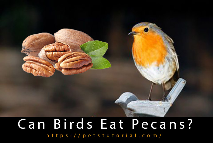Can Birds Eat Pecans-3