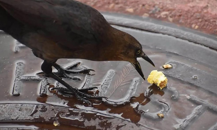 Can Birds Eat Popcorn-2