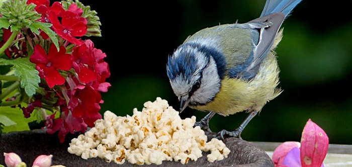 Can Birds Eat Popcorn-3