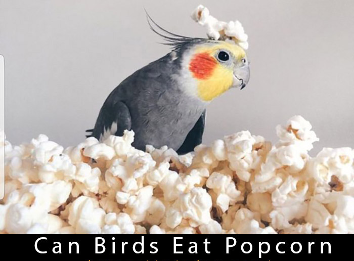 Can Birds Eat Popcorn?