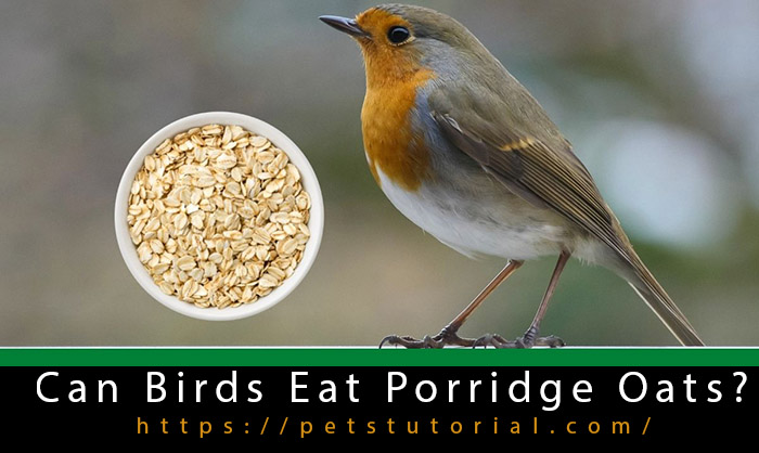 Can Birds Eat Porridge Oats-2
