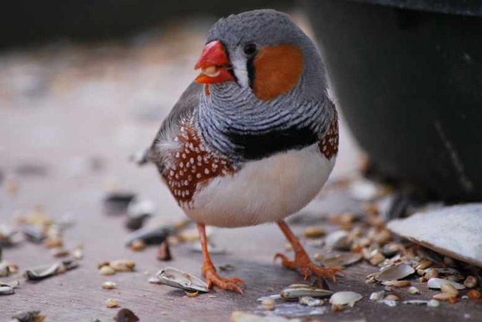 Can Birds Eat Porridge Oats-3