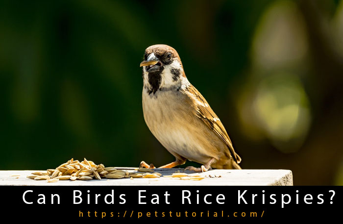 Can Birds Eat Rice Krispies?