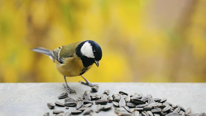 Can Birds Eat Roasted Sunflower Seeds-2