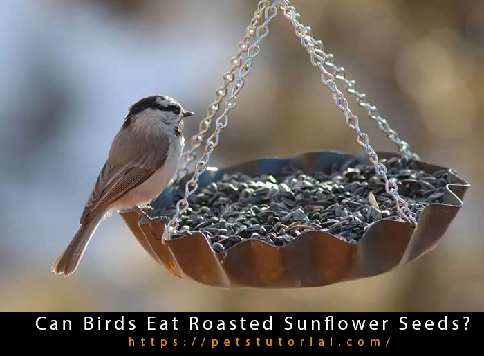 Can Birds Eat Roasted Sunflower Seeds-3